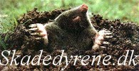 Skadedyrene.dk - alt i skadedyrs service. 
