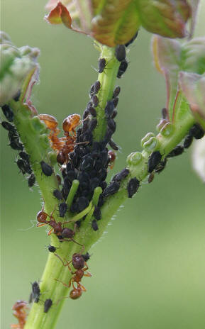 Myrer bladlus