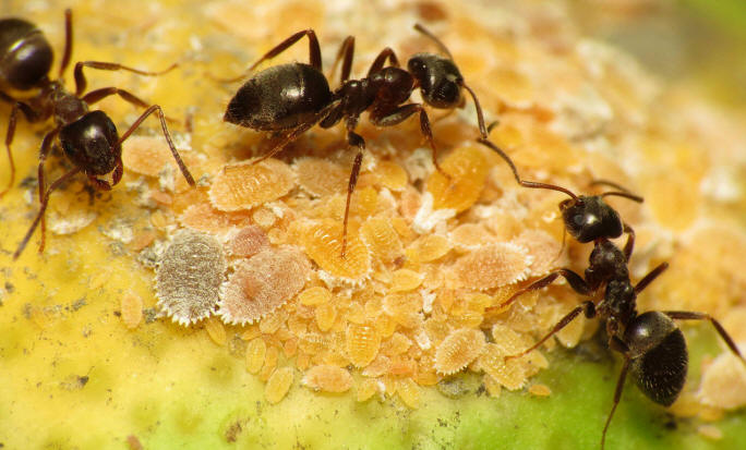Black Garden Ant tending Citrus Mealybug (16063538972).jpg