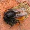 Murbier bygger deres reder ved at mure dem op i mørtel. Murerbien kan også bo i huller i murenes mørtel, men i modsætning til murbien graver murerbien dem ikke selv. 