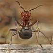 Bekæmpelse af myrer, kalender års abonnement på bekæmpelse af myrer