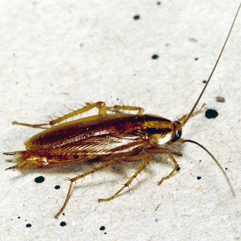 Bekæmpelse af kakerlakker og andre skadelige insekter